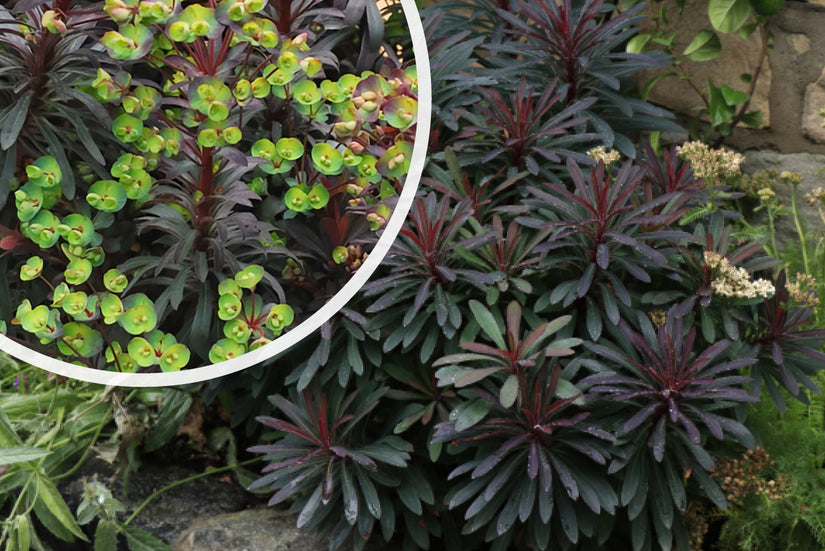 Wolfsmilch - Euphorbia characias subsp. wulfenii