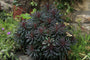 Wolfsmilch - Euphorbia characias subsp. wulfenii