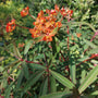 Bio-Wolfsmilch - Euphorbia griffithii 'Fireglow'