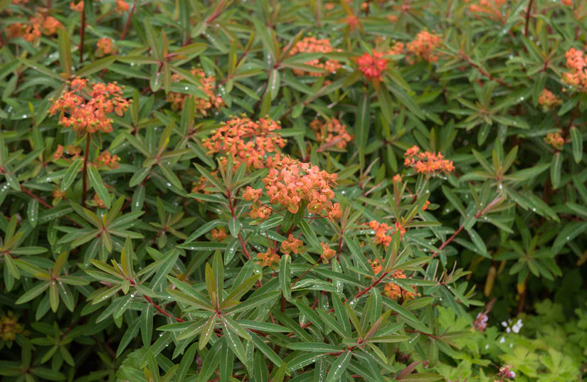 Bio-Wolfsmilch - Euphorbia griffithii 'Fireglow'