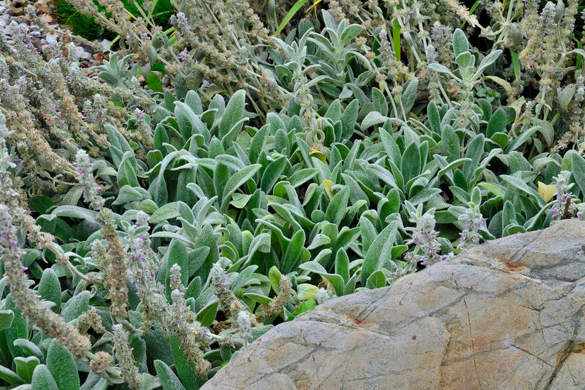 Bio-Halsohr - Stachys byzantina 'Silver Carpet'