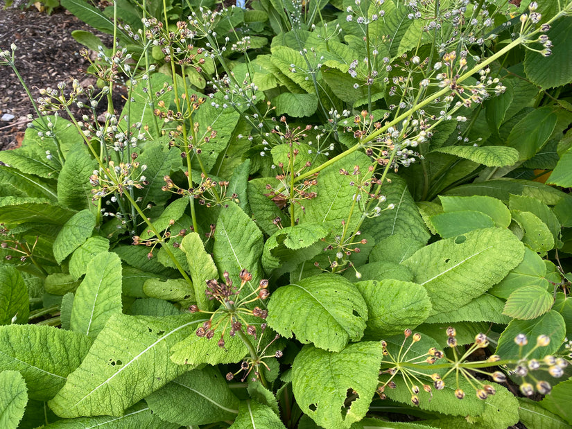 Primel - Primula pulverulenta