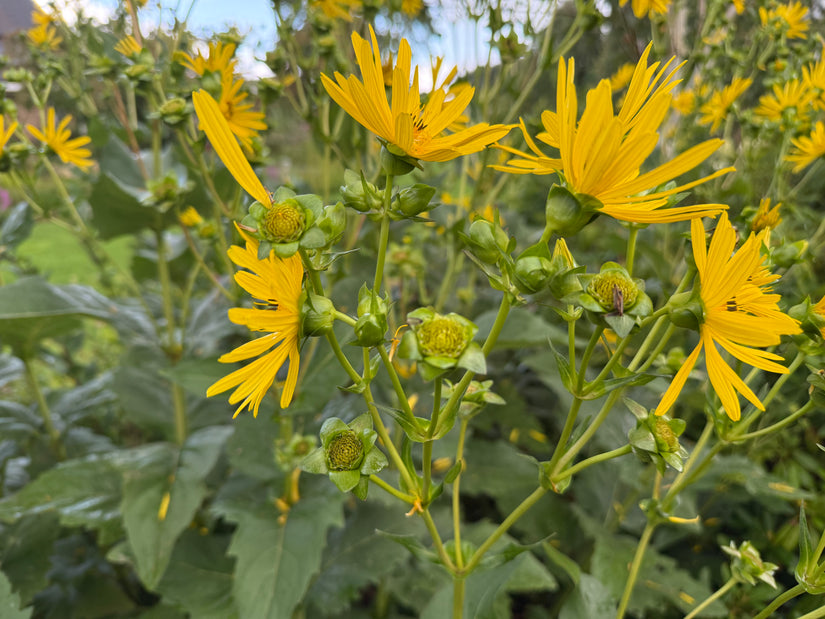 Sonnenblume - Silphium perfoliatum