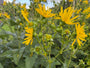 Sonnenblume - Silphium perfoliatum