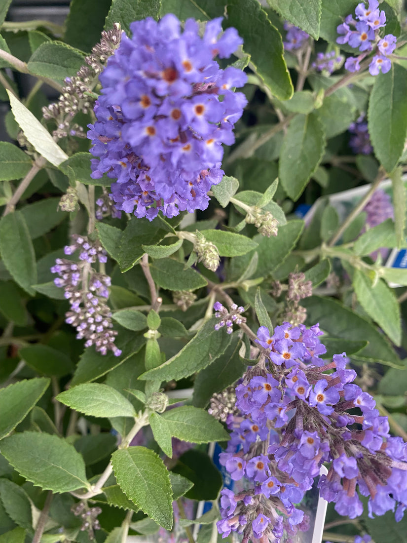 Schmetterlingsstrauch - Buddleja davidii 'Lochinch'