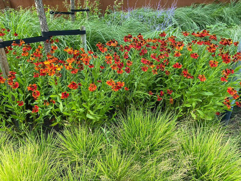 Met zegge carex op de voorgrond en reuzenlavendel op de achtergrond