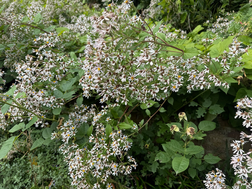 Schneesternaster (Höhe 60 cm) - Aster divaricatus