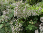 Schneesternaster (Höhe 60 cm) - Aster divaricatus
