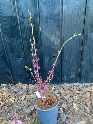 40-50 cm, C4