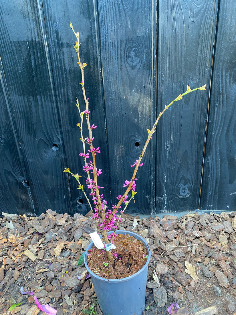 Chinesischer Judasbaum (Grün) - Cercis Chinensis 'Avondale'