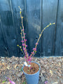 Chinesischer Judasbaum (Grün) - Cercis Chinensis 'Avondale'