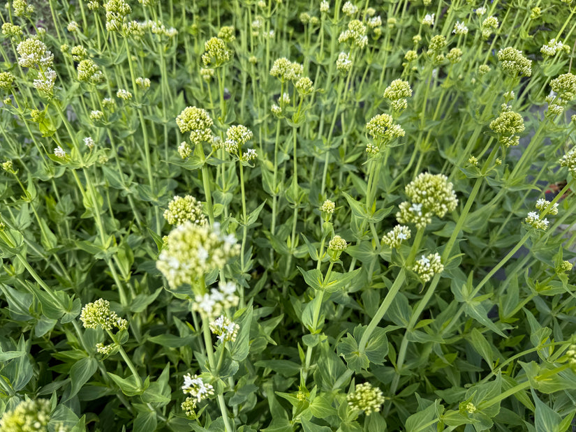 Weißer Spornblume - Centranthus ruber 'Albus' (Weißer Baldrian)