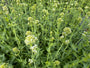 Weißer Spornblume - Centranthus ruber 'Albus' (Weißer Baldrian)
