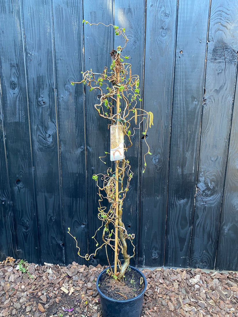 Krause Hasel - Corylus avellana 'Contorta'