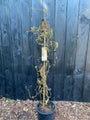 Krause Hasel - Corylus avellana 'Contorta'
