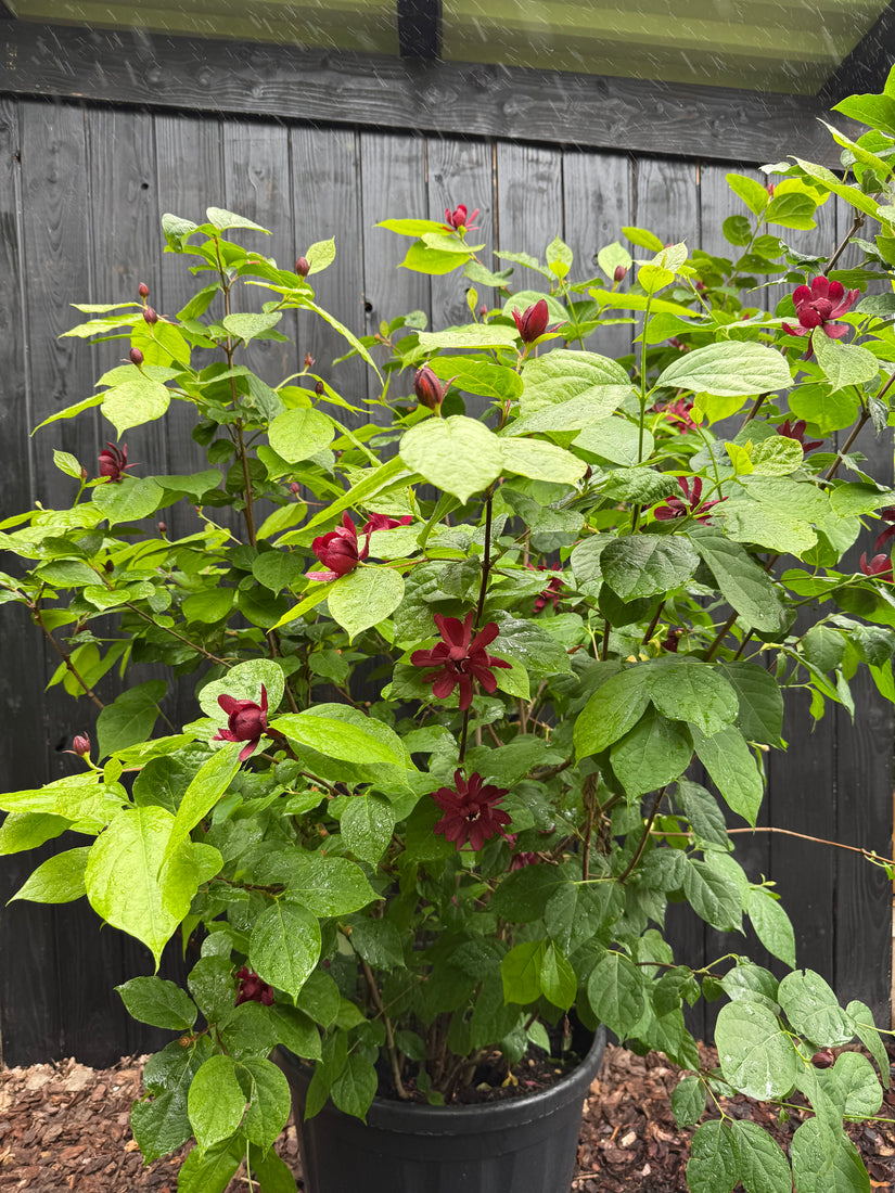Bohnenkraut / Gewürzstrauch - Calycanthus 'Hartlage Wine'