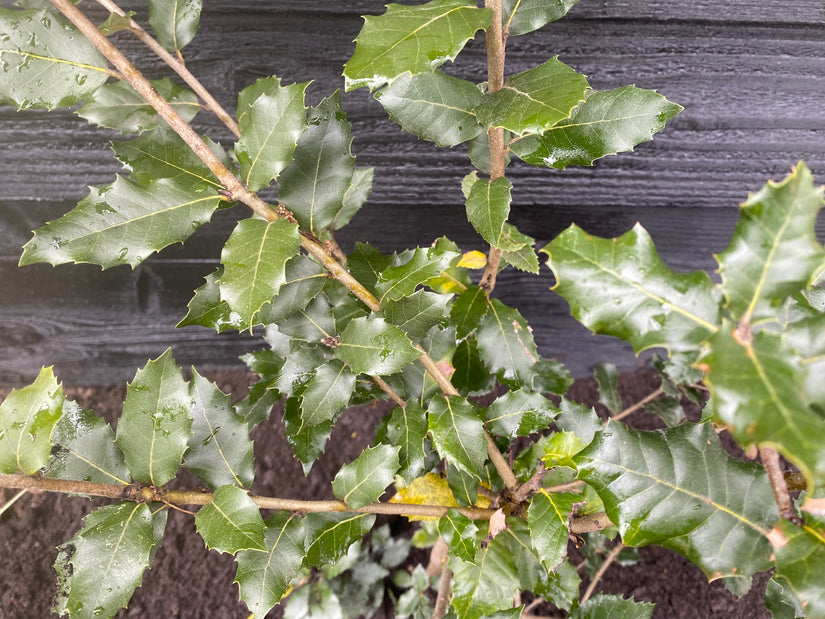 Grüne Stechpalme - Ilex Aquifolium