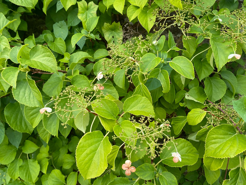 Kletterhortensie - Hydrangea anomala subsp. Blattstiel