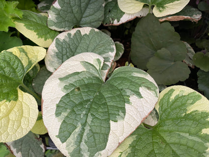 Kaukasisches Vergissmeinnicht - Brunnera Macrophylla 'Dawson's White'