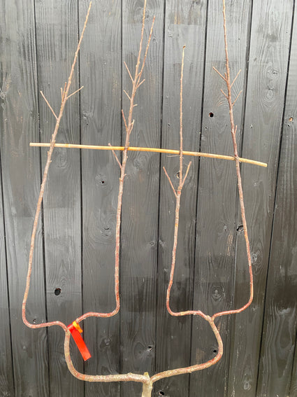 Doppel-U-förmiger Apfelbaum Malus Elstar - Niedriges Stammspalier