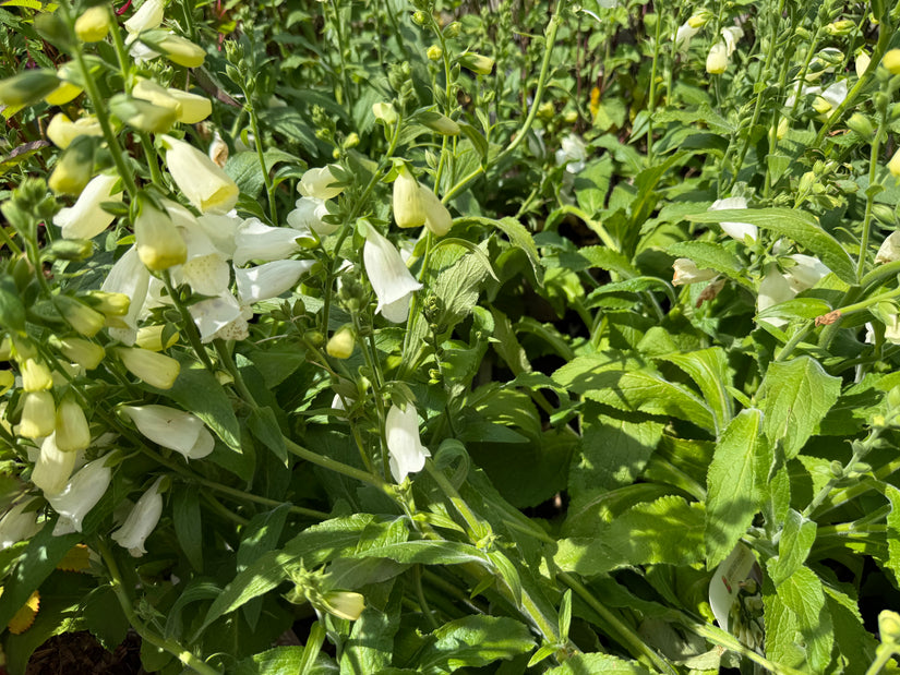 Bio-Fingerhut - Digitalis purpurea 'Alba'