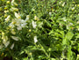 Bio-Fingerhut - Digitalis purpurea 'Alba'