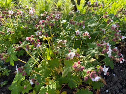 Storchschnabel (niedrige Art) weiß/rosa - Geranium cantabrigiense biokovo