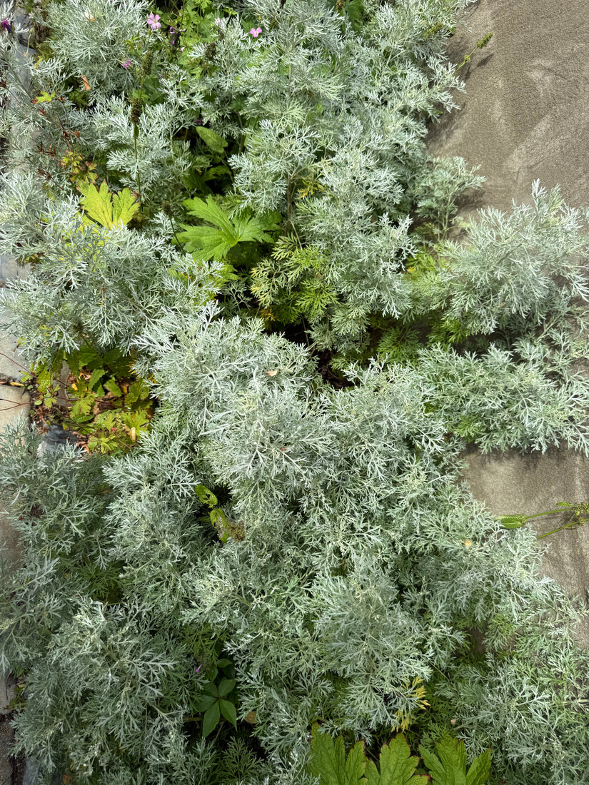 Wermut - Artemisia 'Powis Castle'