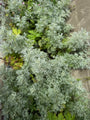 Wermut - Artemisia 'Powis Castle'