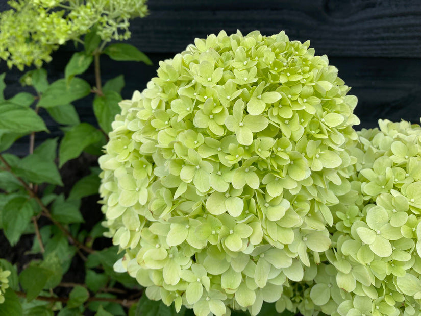 Rispenhortensie - Hydrangea paniculata 'Limelight'