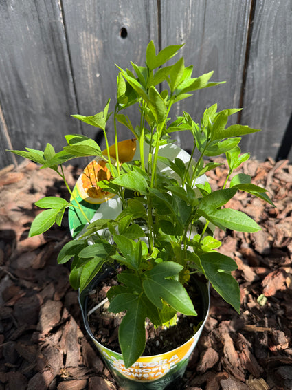 Bio-Passionsblume (Weiß) - Passiflora cooltropics 'Snowstar' Bio