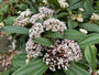 Immergrüner Schneeball - Viburnum Davidii (Zwergstrauch)