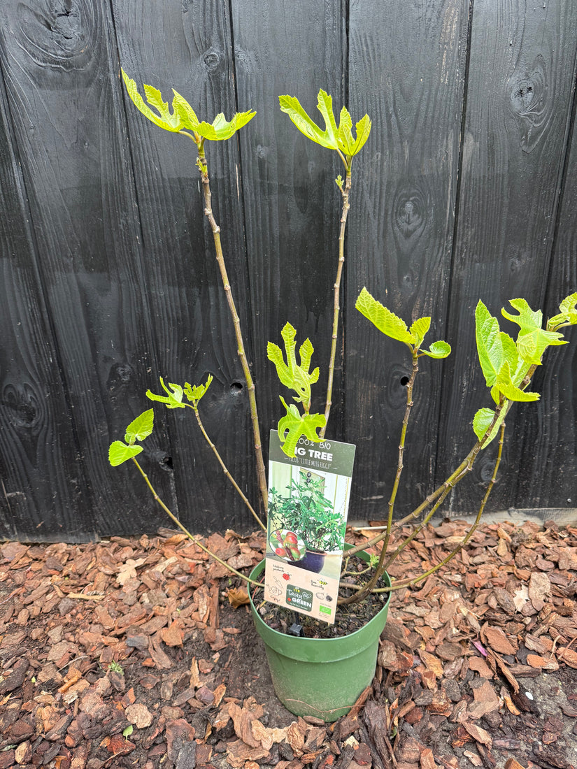 Bio-Feigenstrauch - Ficus Little Miss Figgy