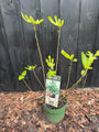 Bio-Feigenstrauch - Ficus Little Miss Figgy