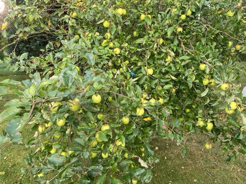 Apfelbaum - Malus Domestica 'Golden Delicious'