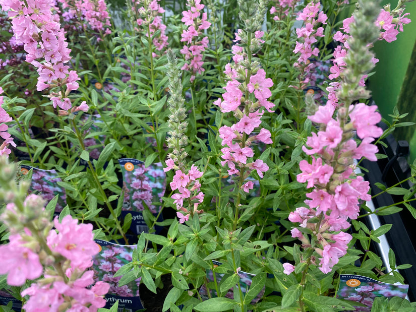 Rohrkolben - Lythrum salicaria 'Blush'