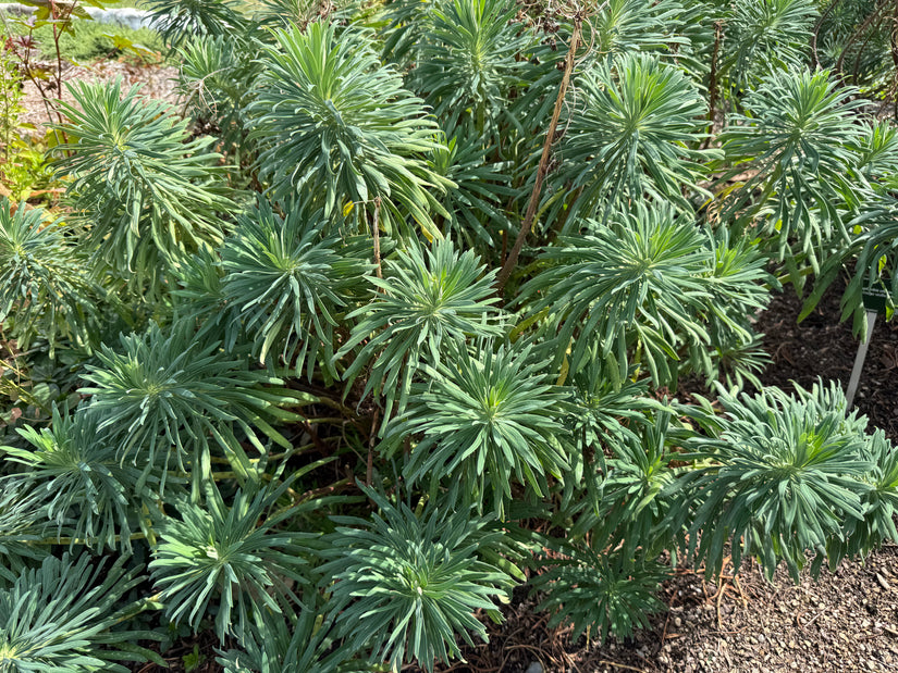 Wolfsmilch - Euphorbia characias