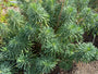 Wolfsmilch - Euphorbia characias