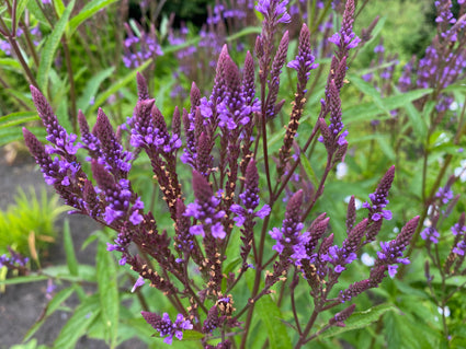 Blaues Eisenkraut - Verbena Hastata