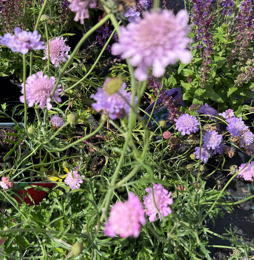 Taubenkraut - Scabiosa columbaria 'Pink Mist'