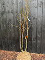 Mehrstämmiger Amberbaum - Liquidambar styraciflua