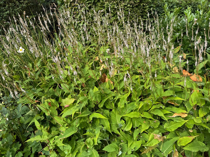 Staudenknöterich (weiß) - Persicaria amplexicaulis 'Alba'