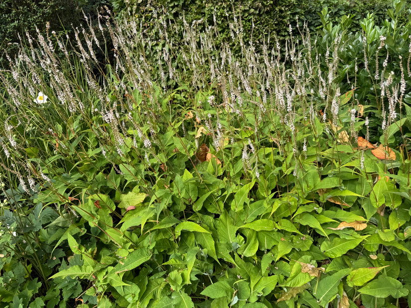 Staudenknöterich (weiß) - Persicaria amplexicaulis 'Alba'