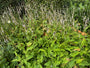 Staudenknöterich (weiß) - Persicaria amplexicaulis 'Alba'