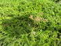 Bio-Schafgarbe - Achillea millefolium