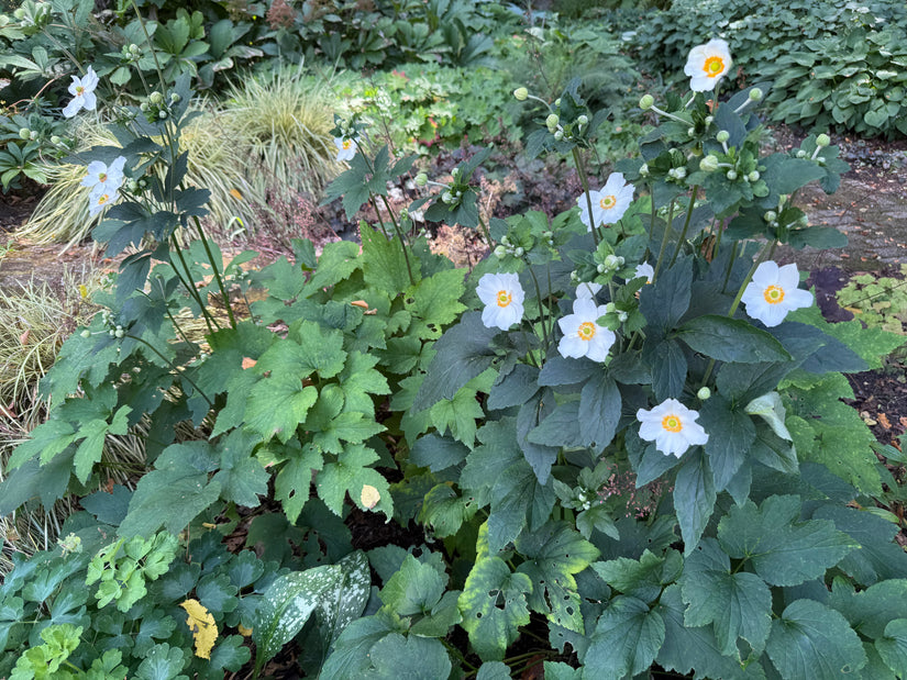 Bio-Herbst-Anemone Weiß (Höhe 90 cm) - Anemone hybrida 'Honorine Jobert'