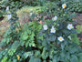 Bio-Herbst-Anemone Weiß (Höhe 90 cm) - Anemone hybrida 'Honorine Jobert'