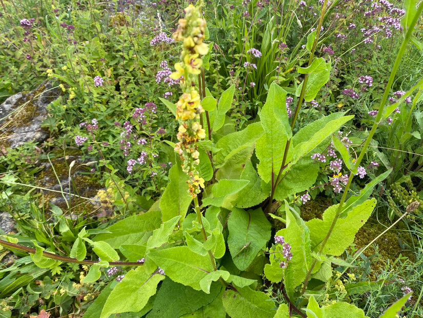 Schwarze Fackel - Verbascum nigrum