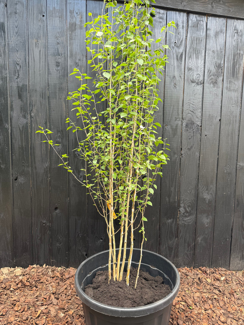 Birke - Betula Utilis 'Doorenbos'