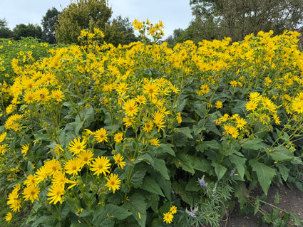 Sonnenblume - Silphium perfoliatum